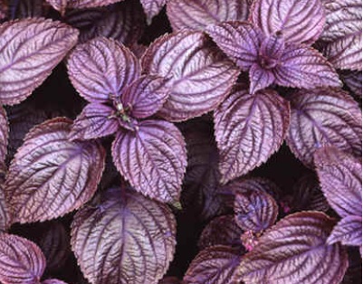 Red Shiso Seeds Asian Herb Perilla Frutescens